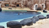 Mit Delfin schwimmen.